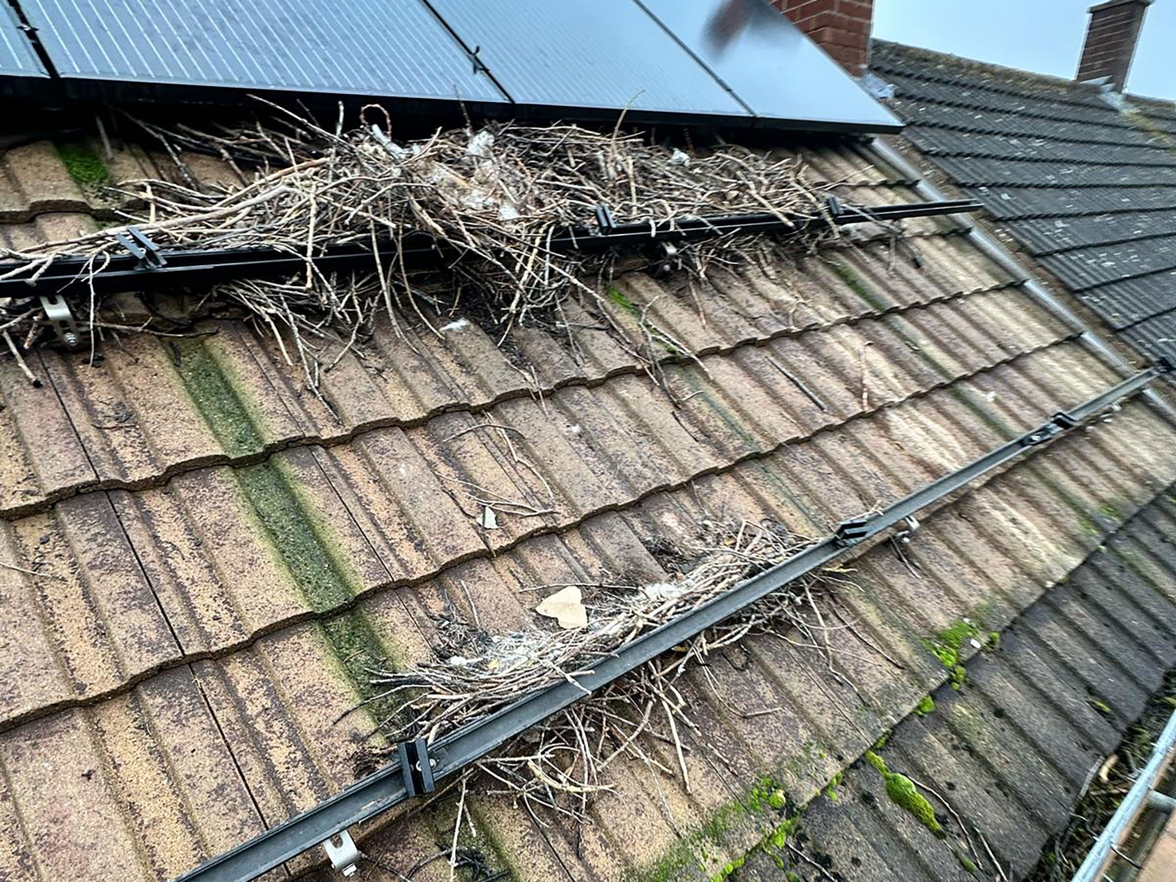 Roof with solar panel and bird nests